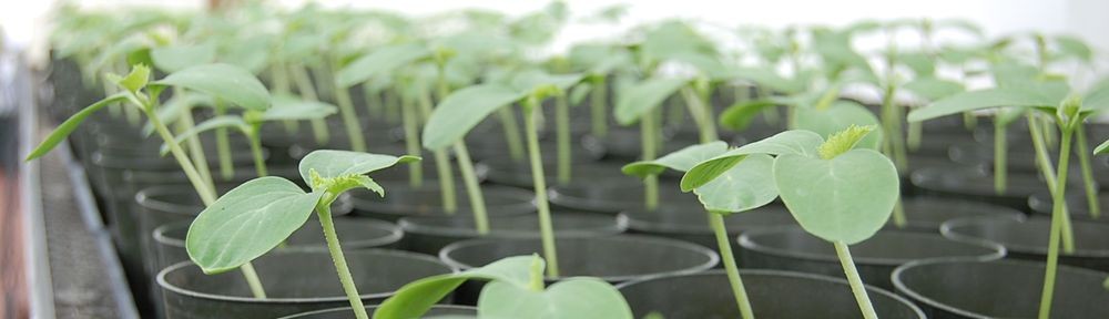 cropped-header01.jpg